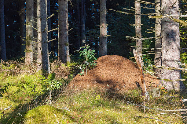 Myrstack i skogen